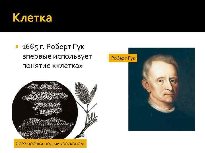 Клетка 1665 г. Роберт Гук впервые использует понятие «клетка» Срез пробки под микроскопом Роберт