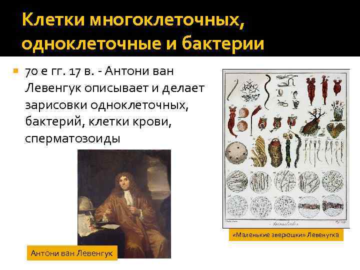 Клетки многоклеточных, одноклеточные и бактерии 70 е гг. 17 в. - Антони ван Левенгук