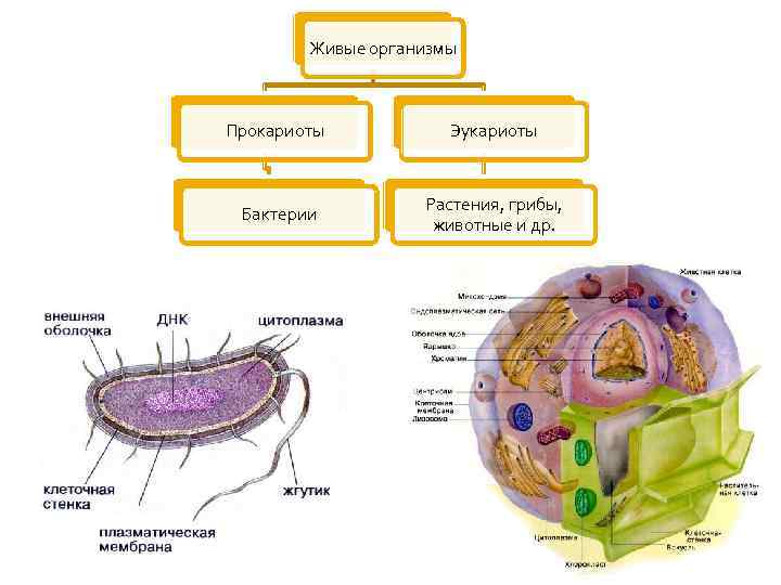 Клетка организма имеет оформленное ядро грибы. Живые организмы прокариоты эукариоты. Грибы прокариоты или эукариоты. Растения эукариоты примеры. Биология 5 класс живые организмы прокариоты эукариоты.