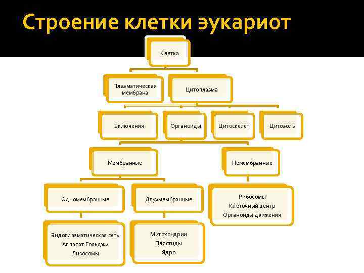 Строение клетки эукариот Клетка Плазматическая мембрана Включения Цитоплазма Органоиды Мембранные Цитоскелет Цитозоль Немембранные Одномембранные
