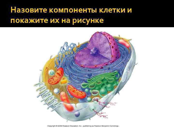 Назовите компоненты клетки и покажите их на рисунке 