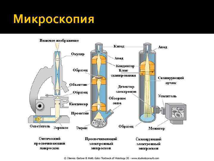 Микроскопия 