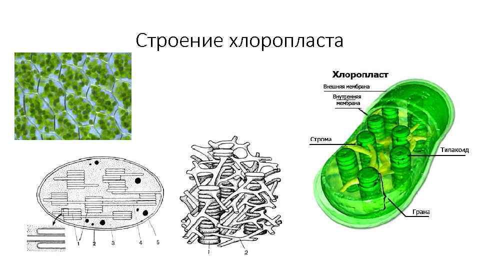 Хлоропласты в каких организмах