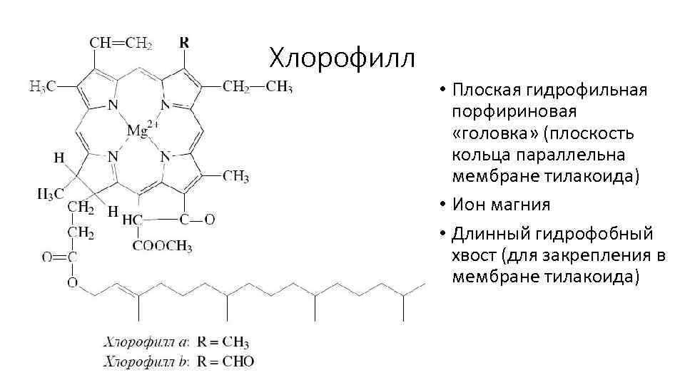 Возбуждение молекул хлорофилла