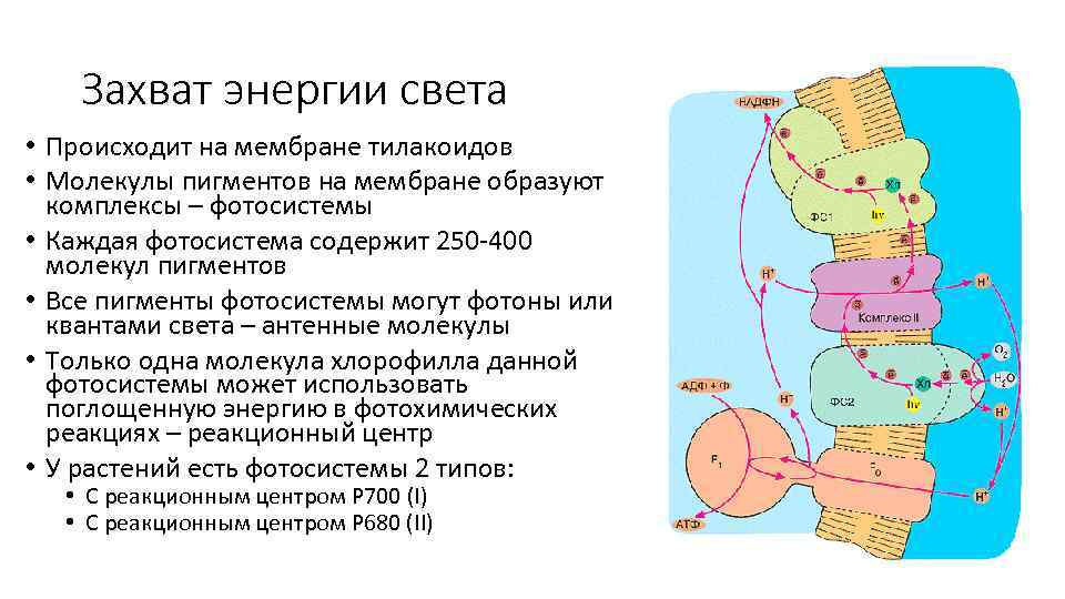 Захват энергии света • Происходит на мембране тилакоидов • Молекулы пигментов на мембране образуют