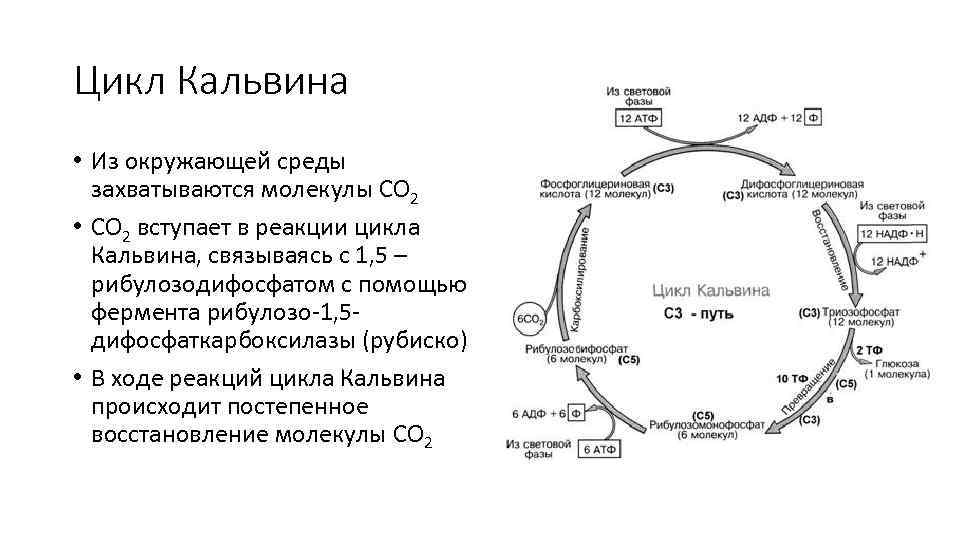 Происходят циклические реакции. Цикл Кальвина в фотосинтезе. Цикл Кальвина фотосинтез с4. Темновая фаза фотосинтеза цикл Кальвина. Цикл Кальвина в фотосинтезе схема.