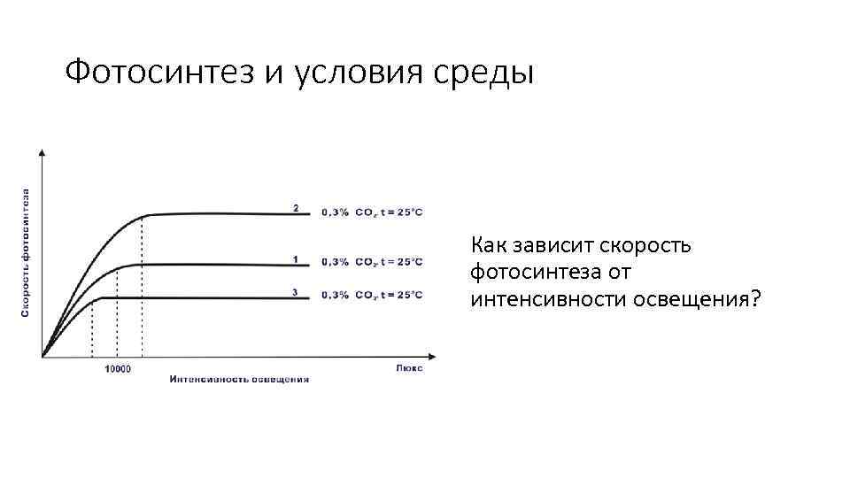 Фотосинтез и условия среды Как зависит скорость фотосинтеза от интенсивности освещения? 