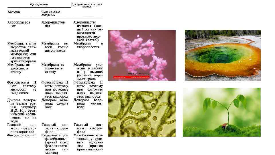 Кроссворд по биологии на тему фотосинтез. Красные водоросли фотосинтез. Фотосинтез ЕГЭ по биологии. Кроссворд дыхание и фотосинтез. Бурые и красные водоросли способны к фотосинтезу.