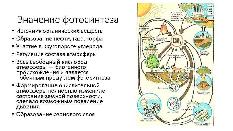 Глобальная роль фотосинтеза биология. Схему биологического круговорота в природе фотосинтез растений. Роль фотосинтеза в круговороте веществ. Роль лисы в биологическом круговороте