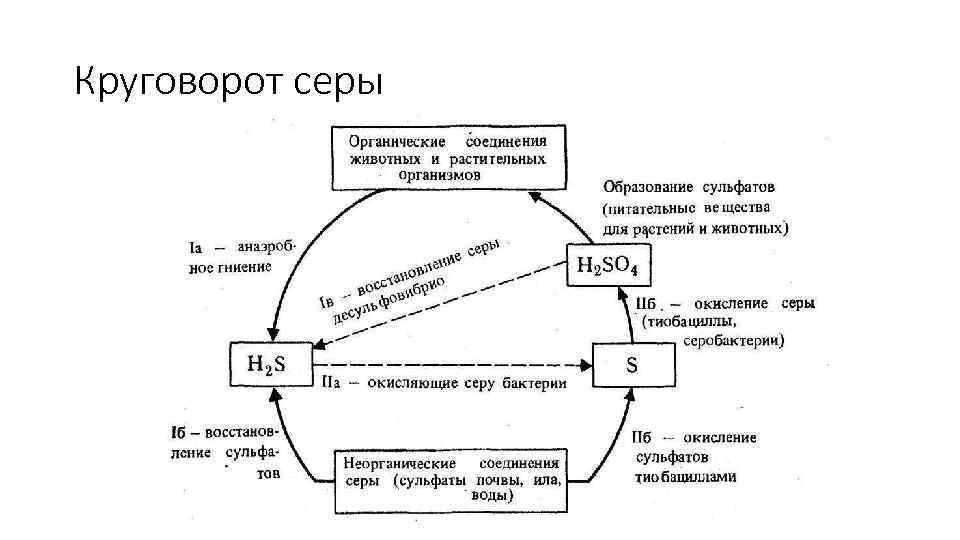 Круговорот серы 