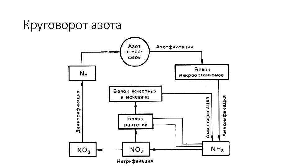 Круговорот азота в биосфере схема и пояснения