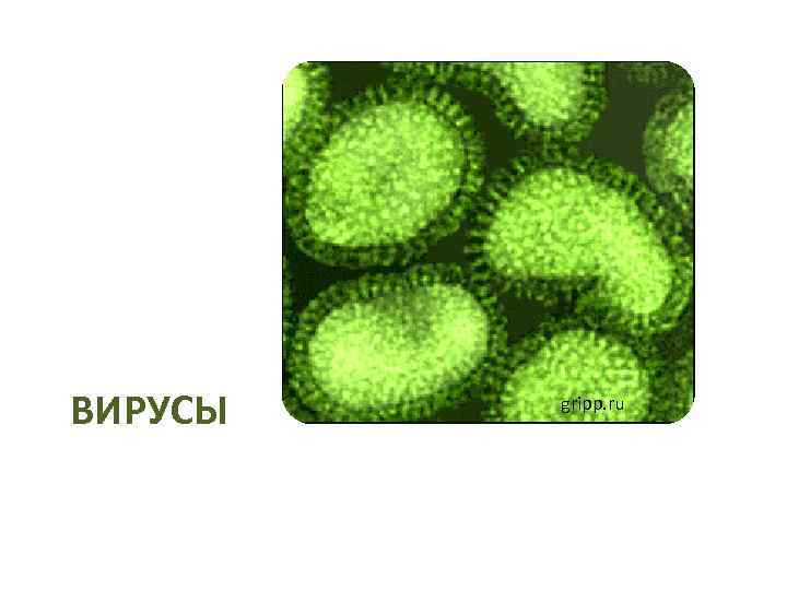 ВИРУСЫ gripp. ru 