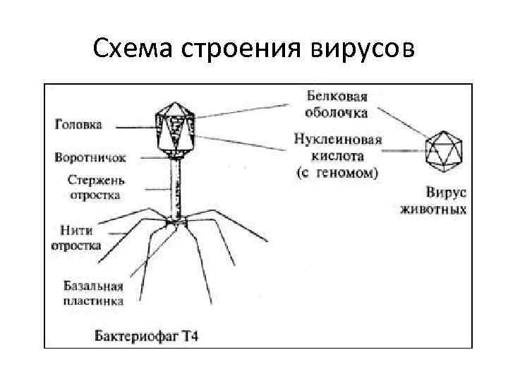Схема строения вирусов mirsobak 2. clan. su 