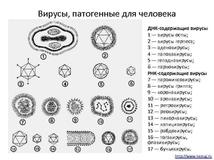 Вирусы, патогенные для человека ДНК-содержащие вирусы 1 — вирусы оспы; 2 — вирусы герпеса;