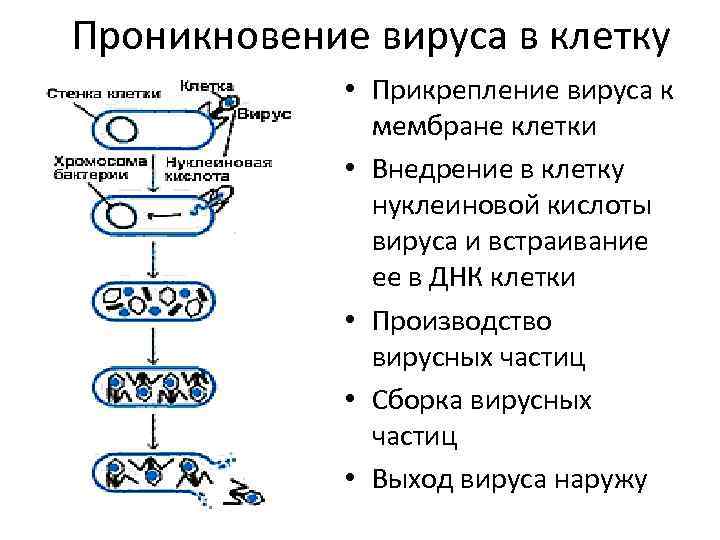 Проникновение вируса в клетку • Прикрепление вируса к мембране клетки • Внедрение в клетку