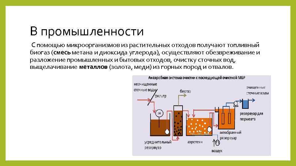В промышленности С помощью микроорганизмов из растительных отходов получают топливный биогаз (смесь метана и