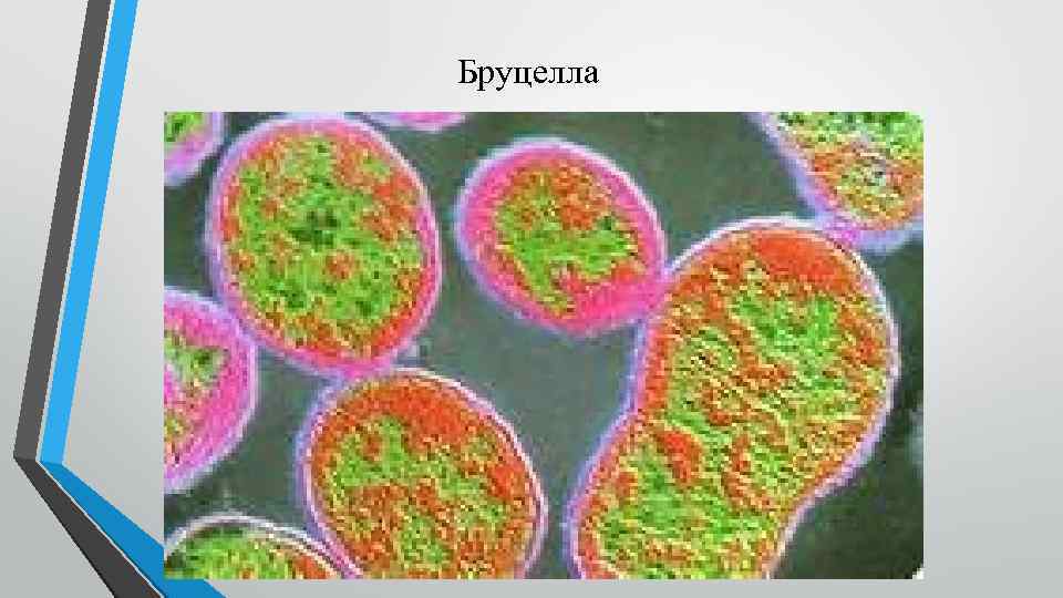 Мальтийская лихорадка. Brucella abortus микробиология. Бруцелла бактерия. Бактерии рода бруцелла. Brucella Melitensis микробиология.