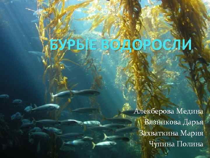 БУРЫЕ ВОДОРОСЛИ Алекберова Медина Вязникова Дарья Захваткина Мария Чупина Полина 