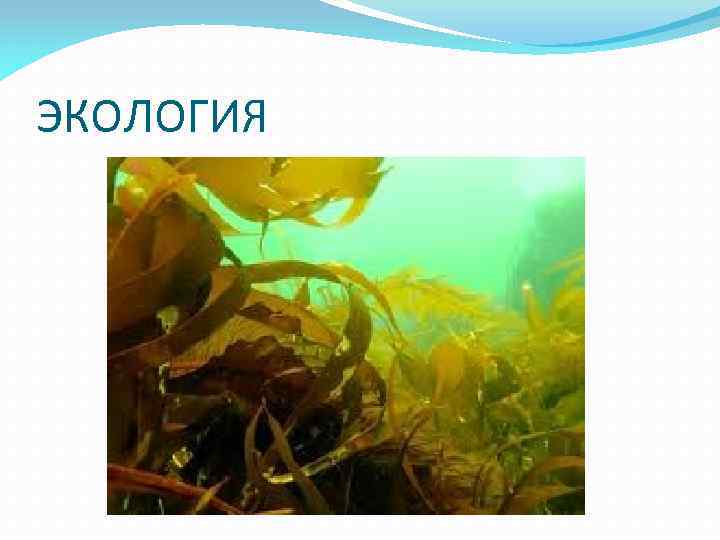 ЭКОЛОГИЯ 