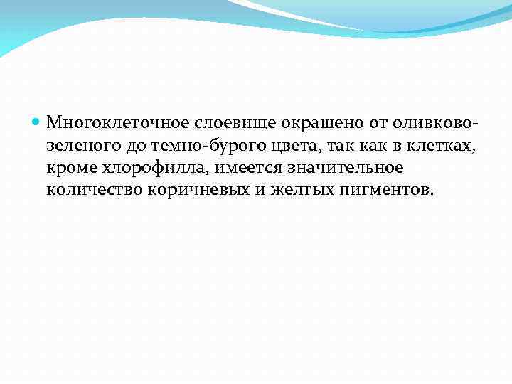  Многоклеточное слоевище окрашено от оливковозеленого до темно-бурого цвета, так как в клетках, кроме