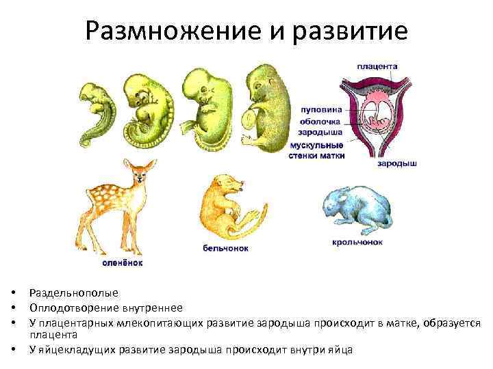 Где происходит развитие зародыша у млекопитающих