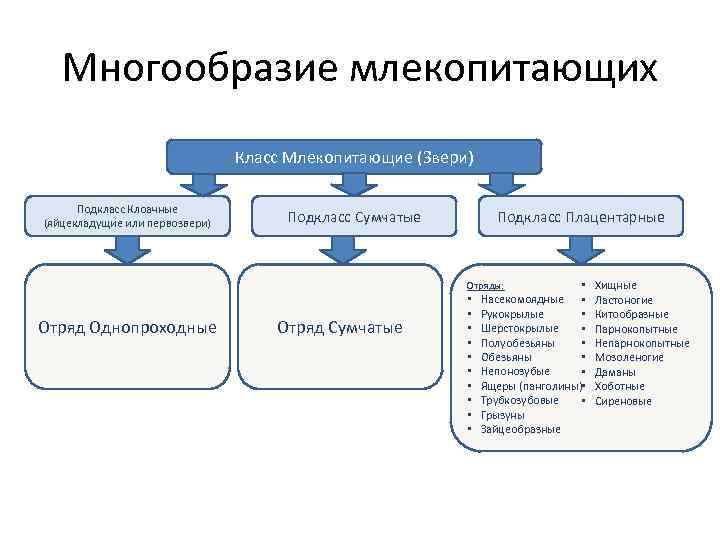 Самостоятельная работа класс млекопитающие