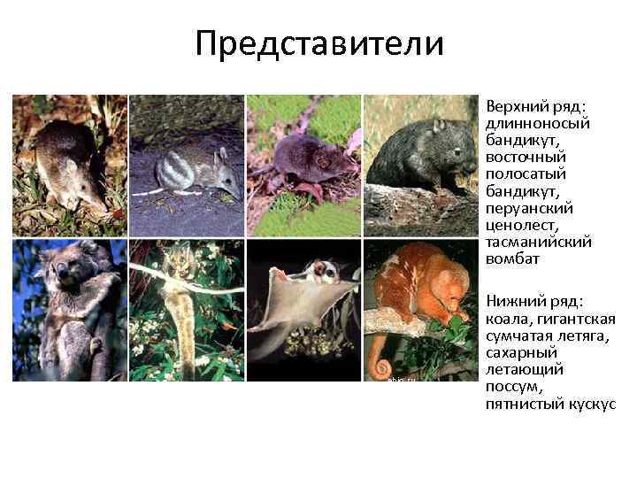 Представители Верхний ряд: длинноносый бандикут, восточный полосатый бандикут, перуанский ценолест, тасманийский вомбат ebio. ru
