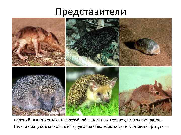Представители Верхний ряд: гаитянский щелезуб, обыкновенный тенрек, златокрот Гранта. Нижний ряд: обыкновенный ёж, ушастый