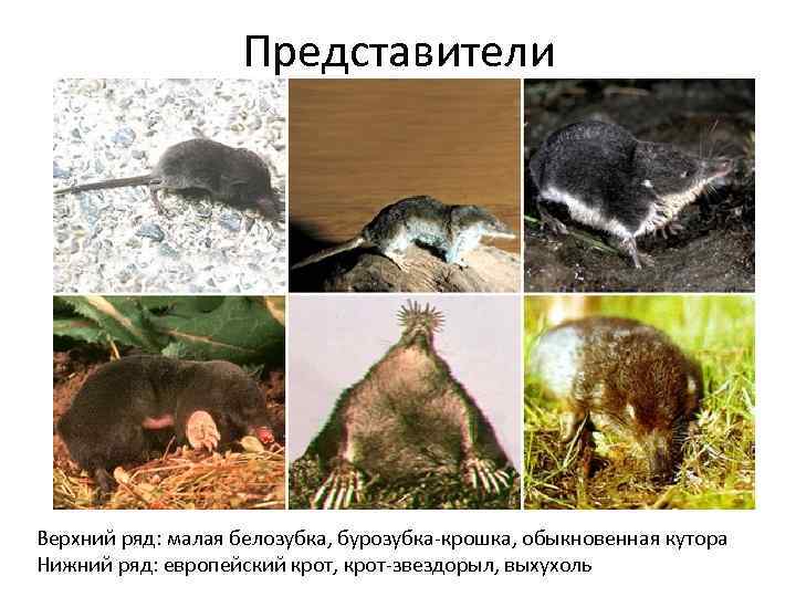Представители Верхний ряд: малая белозубка, бурозубка-крошка, обыкновенная кутора Нижний ряд: европейский крот, крот-звездорыл, выхухоль