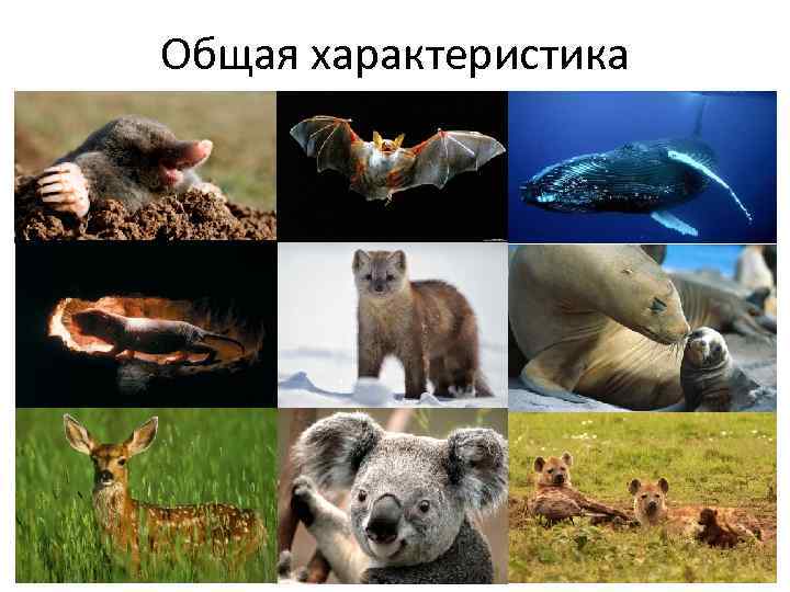 Общая характеристика 