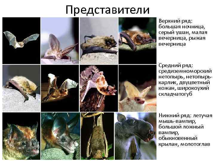 Представители Верхний ряд: большая ночница, серый ушан, малая вечерница, рыжая вечерница Средний ряд: средиземноморский