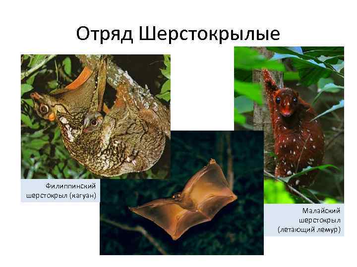 Отряд Шерстокрылые Филиппинский шерстокрыл (кагуан) Малайский шерстокрыл (летающий лемур) 