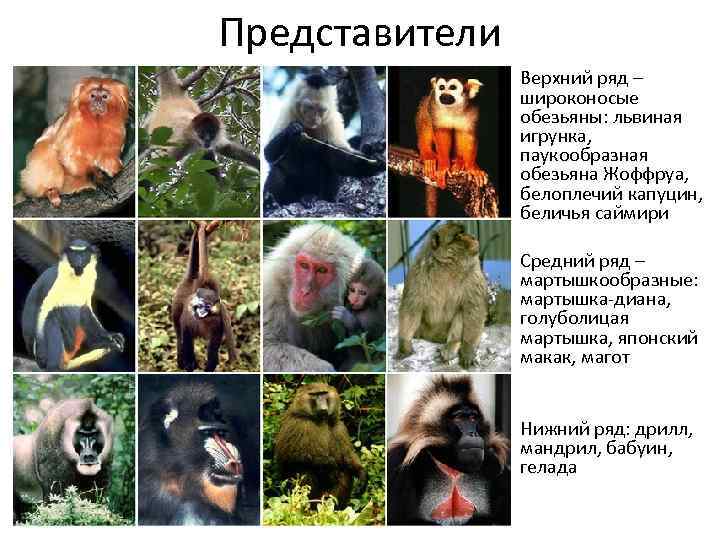 Представители Верхний ряд – широконосые обезьяны: львиная игрунка, паукообразная обезьяна Жоффруа, белоплечий капуцин, беличья