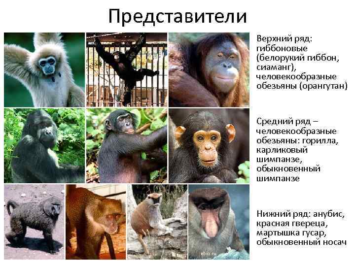 Представители Верхний ряд: гиббоновые (белорукий гиббон, сиаманг), человекообразные обезьяны (орангутан) Средний ряд – человекообразные