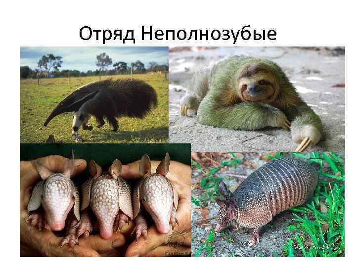 Отряд Неполнозубые 