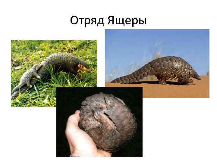 Отряд Ящеры 