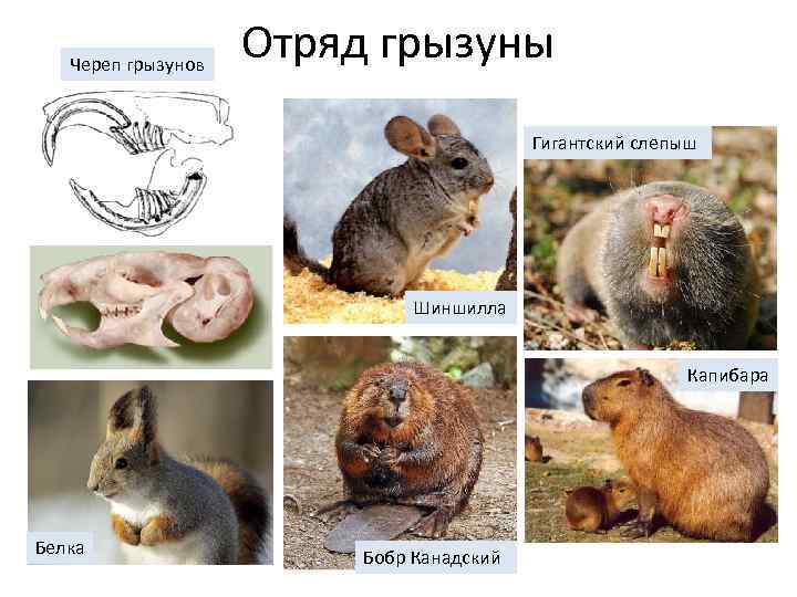 Череп грызунов Отряд грызуны Гигантский слепыш Шиншилла Капибара Белка Бобр Канадский 