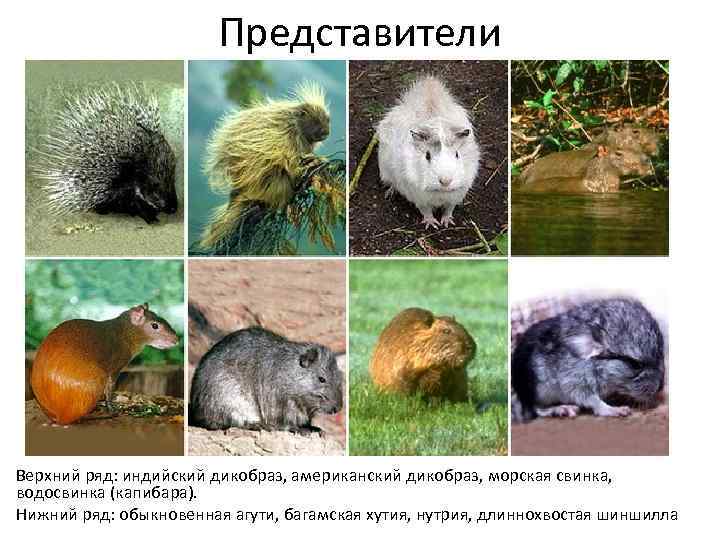 Представители Верхний ряд: индийский дикобраз, американский дикобраз, морская свинка, водосвинка (капибара). Нижний ряд: обыкновенная
