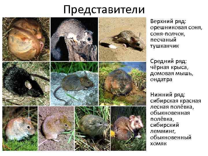 Представители Верхний ряд: орешниковая соня, соня-полчок, песчаный тушканчик Средний ряд: чёрная крыса, домовая мышь,