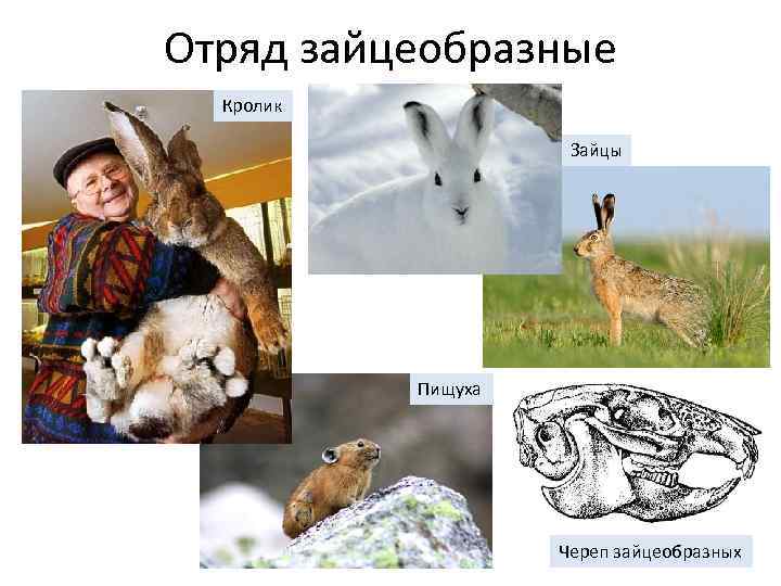 Отряд зайцеобразные Кролик Зайцы Пищуха Череп зайцеобразных 