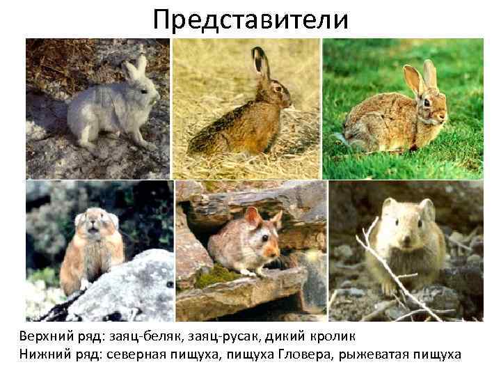 Представители Верхний ряд: заяц-беляк, заяц-русак, дикий кролик Нижний ряд: северная пищуха, пищуха Гловера, рыжеватая