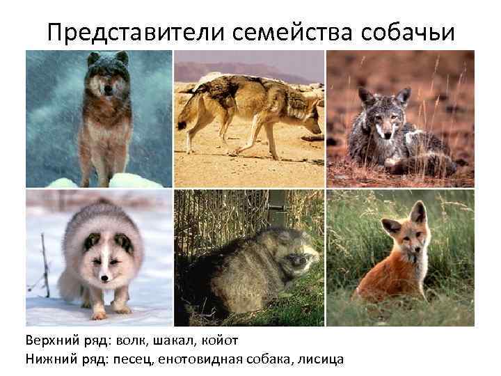 Представители семейства собачьи Верхний ряд: волк, шакал, койот Нижний ряд: песец, енотовидная собака, лисица