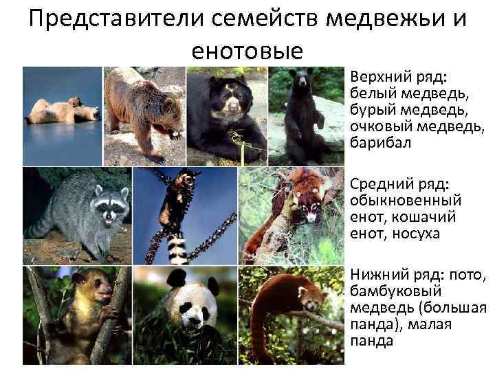 Представители семейств медвежьи и енотовые Верхний ряд: белый медведь, бурый медведь, очковый медведь, барибал