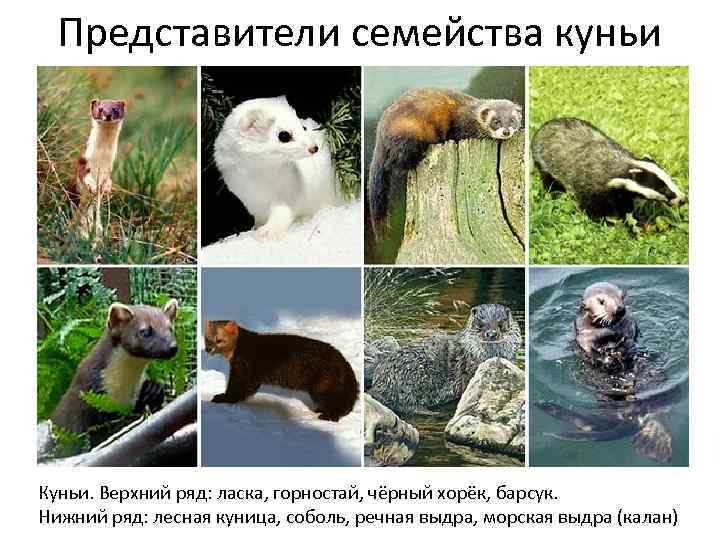 Представители семейства куньи Куньи. Верхний ряд: ласка, горностай, чёрный хорёк, барсук. Нижний ряд: лесная