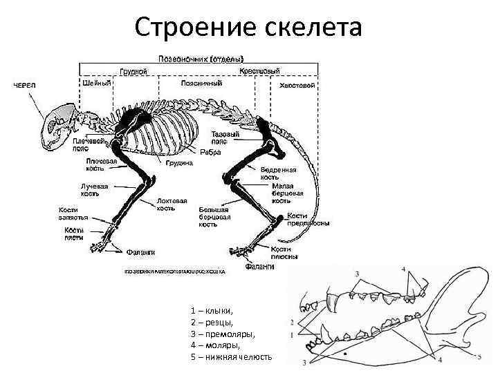 Особенности строения скелета млекопитающих функции. Строение скелета млекопитающих 7 класс биология. План строения и функции скелета животных. Строение скелета шиншиллы.