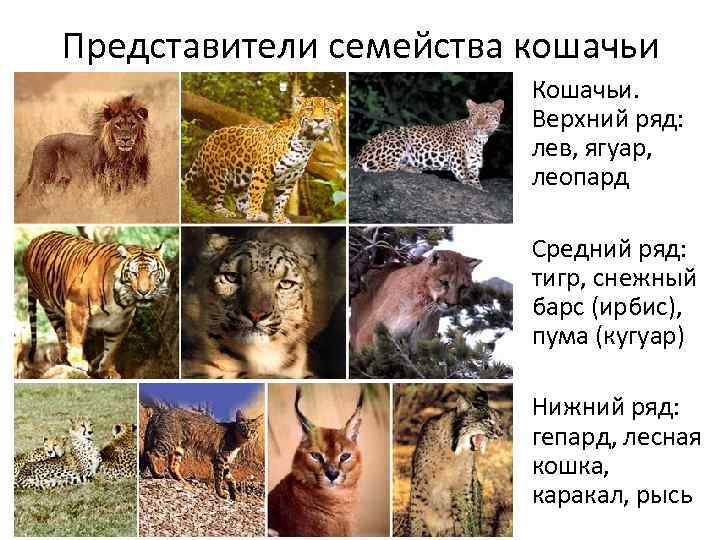 Представители семейства кошачьи Кошачьи. Верхний ряд: лев, ягуар, леопард Средний ряд: тигр, снежный барс