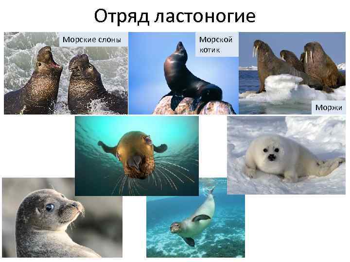 Отряд ластоногие Морские слоны Морской котик Моржи 