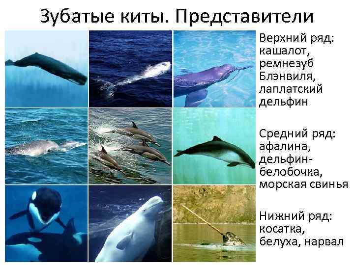 Зубатые киты. Представители Верхний ряд: кашалот, ремнезуб Блэнвиля, лаплатский дельфин Средний ряд: афалина, дельфинбелобочка,