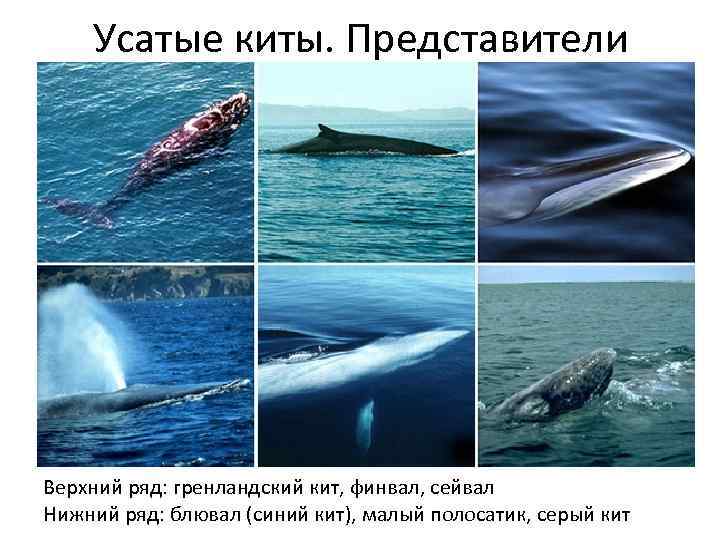 Усатые киты. Представители Верхний ряд: гренландский кит, финвал, сейвал Нижний ряд: блювал (синий кит),