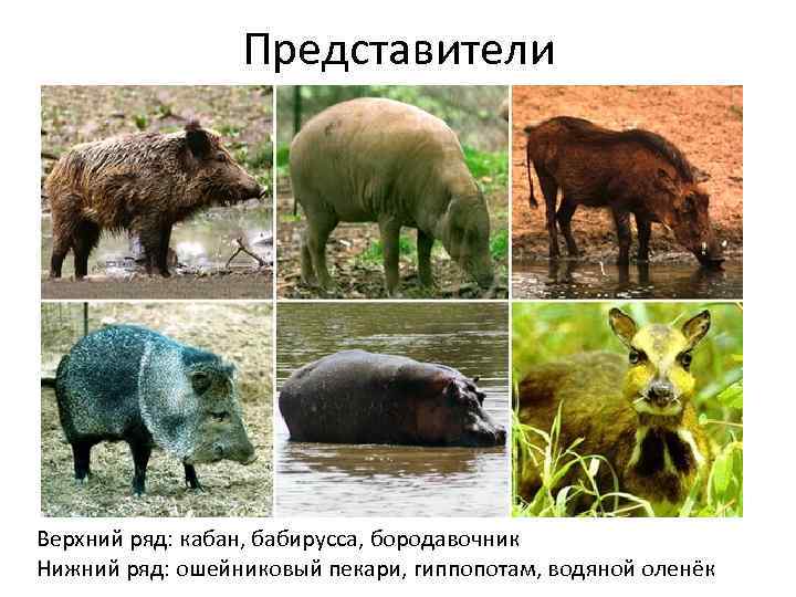 Представители Верхний ряд: кабан, бабирусса, бородавочник Нижний ряд: ошейниковый пекари, гиппопотам, водяной оленёк 